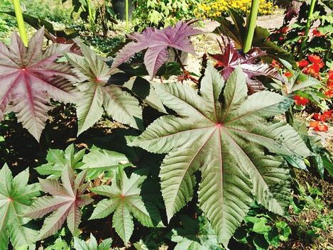 Etnobotanika Bałkanów: Rośliny jako Klucz do Lokalnego Dziedzictwa Kulturowego