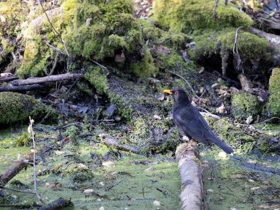 Lokalne obrzędy przyrody na Bałkanach: historia i praktyki karnawałowe Kukeri