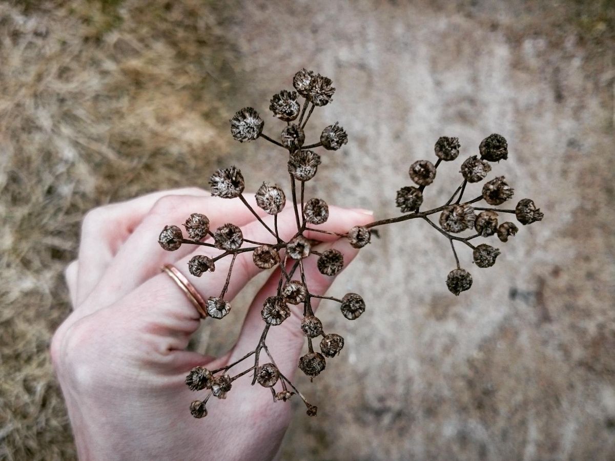 Ochrona dziedzictwa botanicznego Bałkanów – kluczowe projekty i inicjatywy na rzecz zachowania unikalnej flory